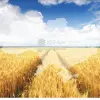 KSG Agro
